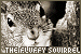 Fluffy Squirrel