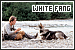 White Fang