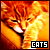 Cats & Kittens