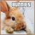 Rabbits & Bunnies