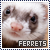 Ferrets