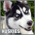 Dogs: Siberian Huskies